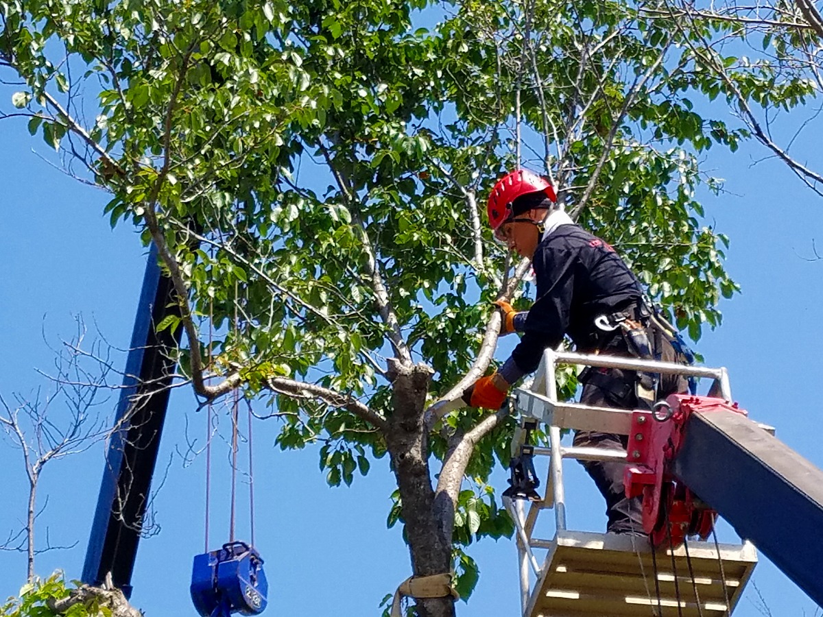 剪定・伐採作業中の職人（近接）