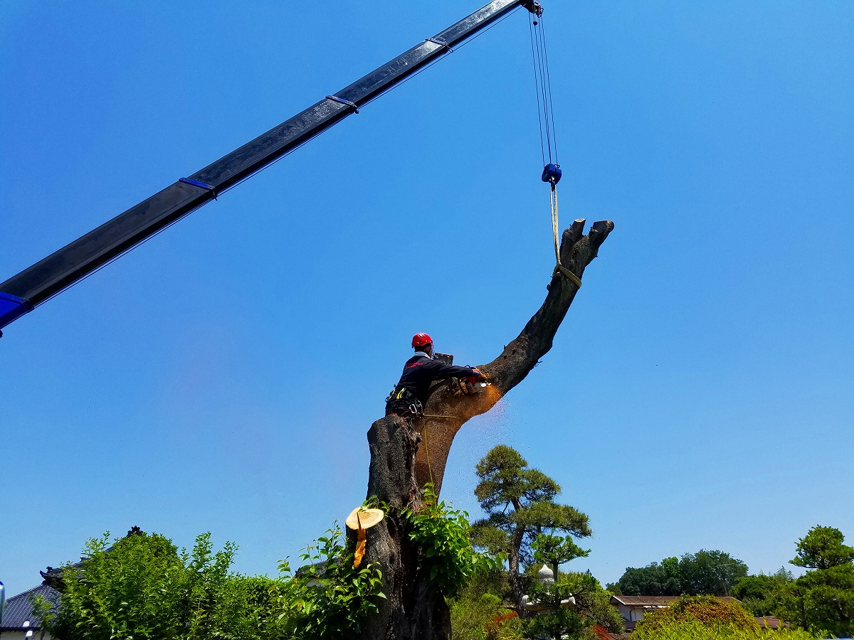 クレーンと連携した吊り伐り（特殊伐採）