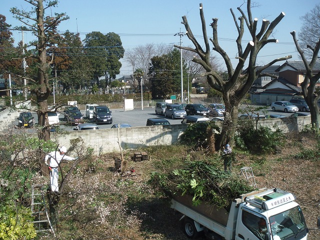 広い敷地での伐採作業（現場全景）