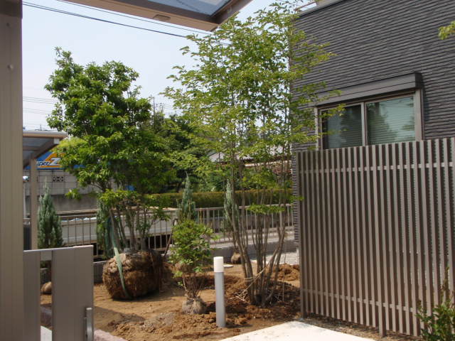 アオハダとソヨゴ