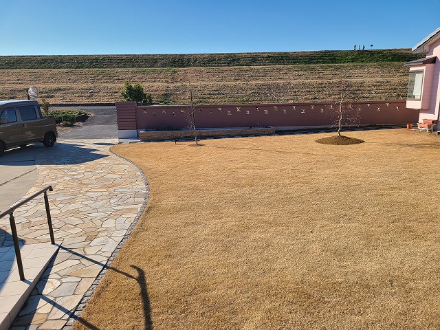 元気のない樹木