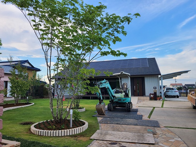 アオダモの武者立ち