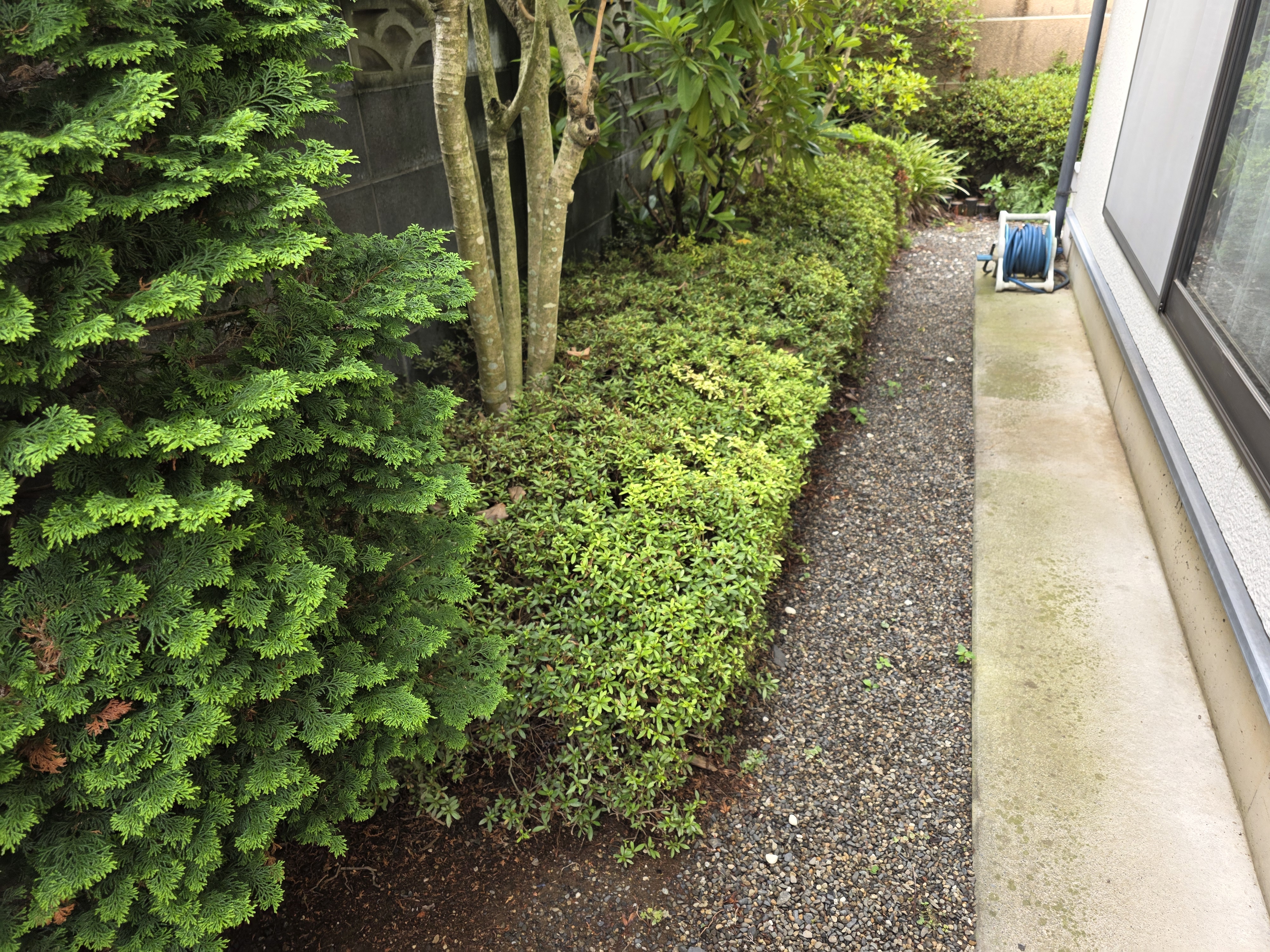 密集した植栽を整理し活かすものを見極める