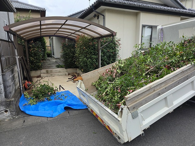 絡み合う生け垣を一本ずつほぐして伐採