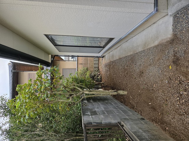 残すべきカクレミノを保護