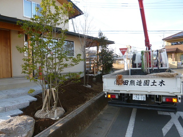 ソヨゴ：薪ストーブの煙突に映える緑